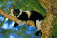 Seguimos descubriendo el mundo con Gerardo Shulman: Madagascar