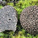 1377593_475220655924881_1716062261_n